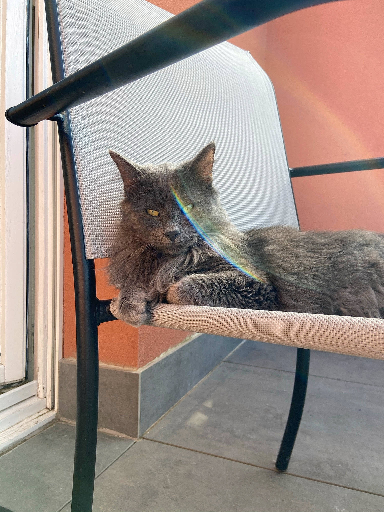 Oly a rejoint le concours — aidez-le/la à gagner de superbes lots ! black_cat, carnivore, cat, chair, comfort, domestic_short_haired_cat, fawn, felidae, floor, flooring, fur, grey, mammal, small_to_medium_sized_cats, snout, tail, vertebrate, whiskers, window, wood