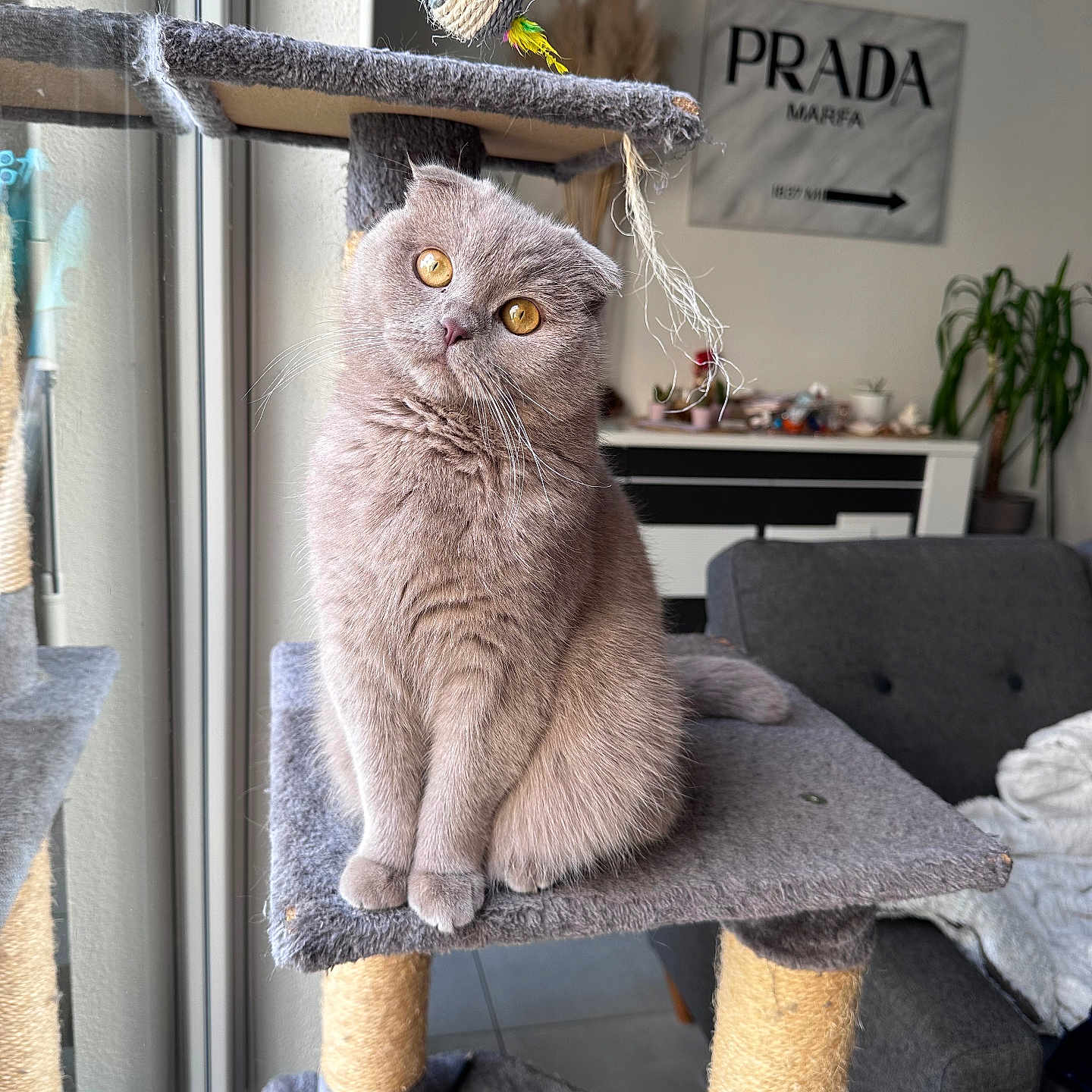 Uma participe au concours pour gagner de l'argent avec cette photo : abyssinian, angora, animal, architecture, building, cat, chair, couch, furniture, homedecor, indoors, interiordesign, linen, livingroom, pet, plant, room, shelf, table, wood