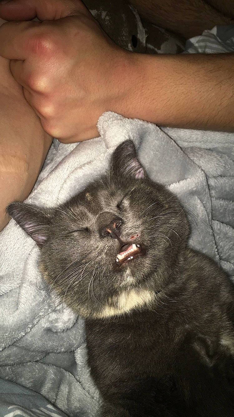 Nova a rejoint le concours — aidez-le/la à gagner de superbes lots ! carnivore, cat, comfort, dog_breed, domestic_short_haired_cat, felidae, finger, fur, gesture, grey, human_leg, leg, mammal, nail, skin, small_to_medium_sized_cats, snout, terrestrial_animal, vertebrate, whiskers