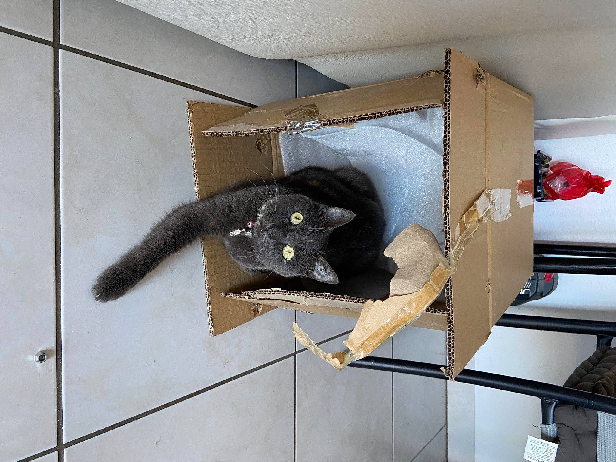 Nova a rejoint le concours — aidez-le/la à gagner de superbes lots ! bed, black_cat, cage, comfort, felidae, floor, flooring, fur, grey, linens, plant, room, sculpture, shelving, small_to_medium_sized_cats, stuffed_toy, tail, terrestrial_animal, tile, wood