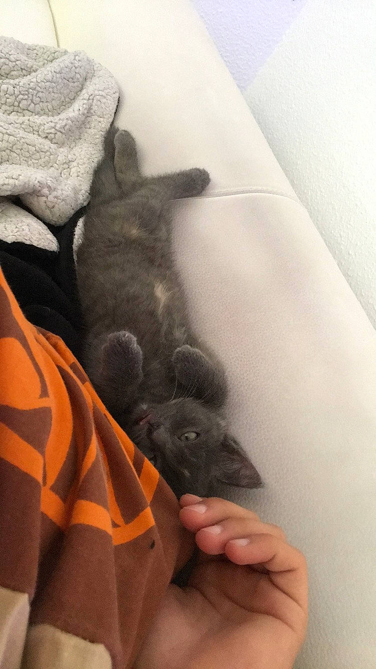 Nova participe au concours pour gagner de l'argent avec cette photo : comfort, fawn, felidae, finger, flooring, foot, gesture, grey, human_leg, linens, nail, paw, sleeve, small_to_medium_sized_cats, tail, textile, thigh, thumb, whiskers, wrist