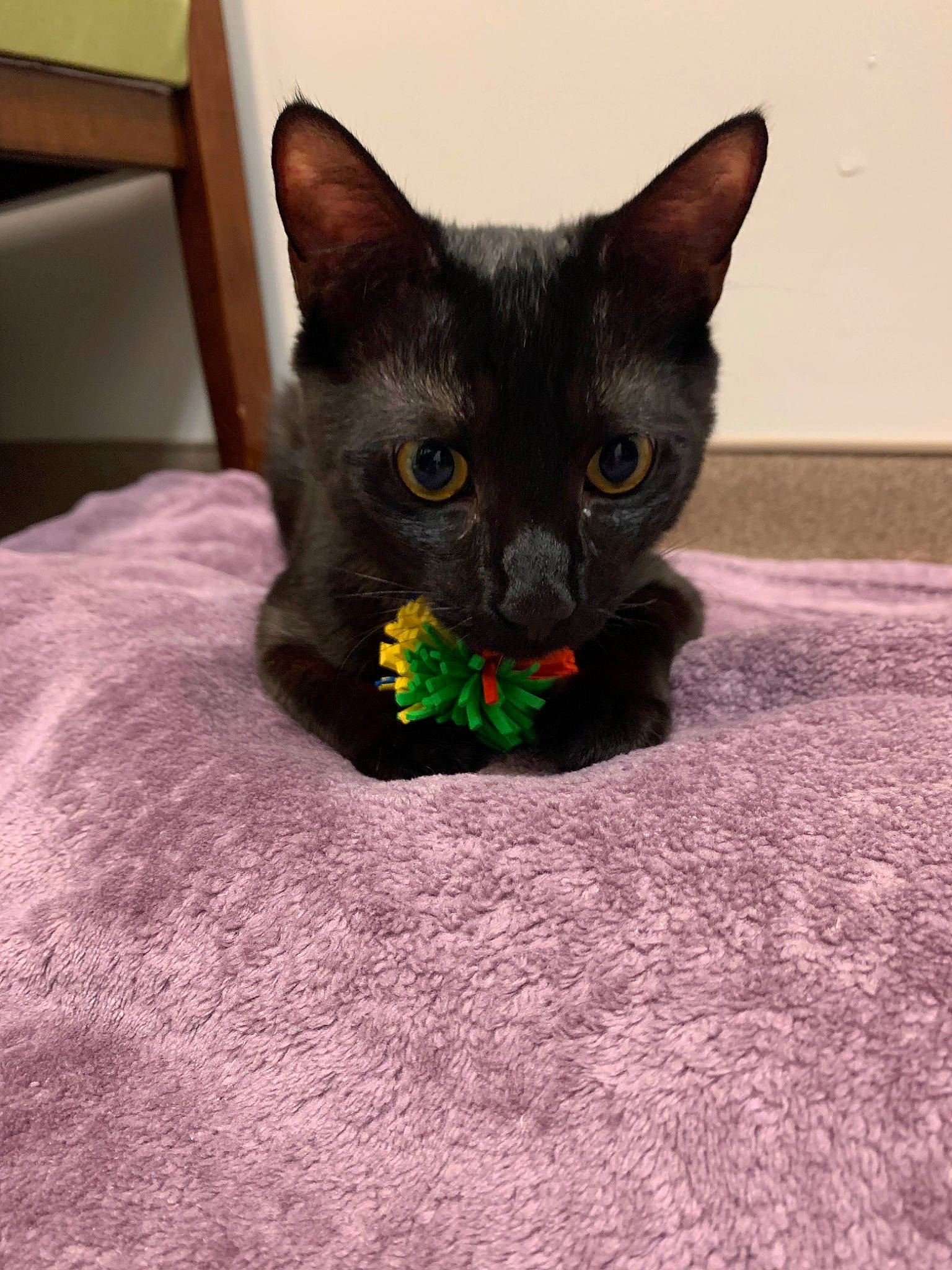 Goblin King Jarreth joined the competition — help win amazing prizes! black_cat, bombay, carnivore, cat, cat_supply, cat_toy, claw, comfort, domestic_short_haired_cat, eye, felidae, fur, grey, havana_brown, linens, plant, small_to_medium_sized_cats, snout, tail, whiskers