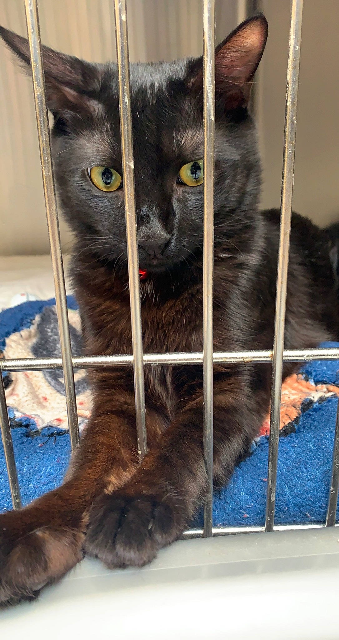 Goblin King Jarreth is registered to the contest to win money with this photo: animal_shelter, black_cat, cage, carnivore, cat, cat_supply, chartreux, claw, domestic_short_haired_cat, felidae, fur, grey, korat, paw, pet_supply, small_to_medium_sized_cats, snout, tail, terrestrial_animal, whiskers