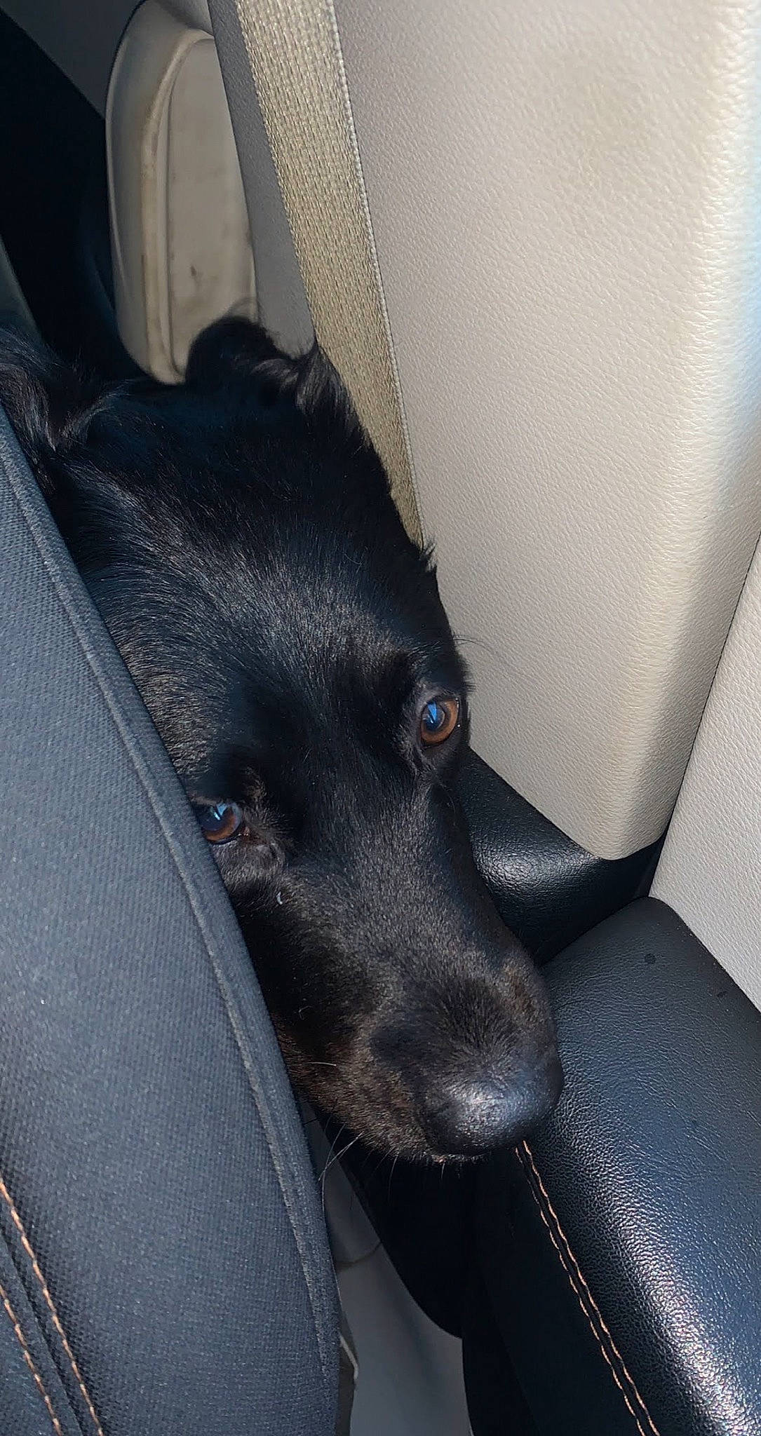 Sunshine On A Cloudy Day is registered to the contest to win money with this photo: auto_part, borador, canidae, carnivore, comfort, companion_dog, dog, dog_breed, electric_blue, fur, non_sporting_group, paw, snout, sporting_group, terrestrial_animal, tints_and_shades, vehicle, whiskers, working_animal