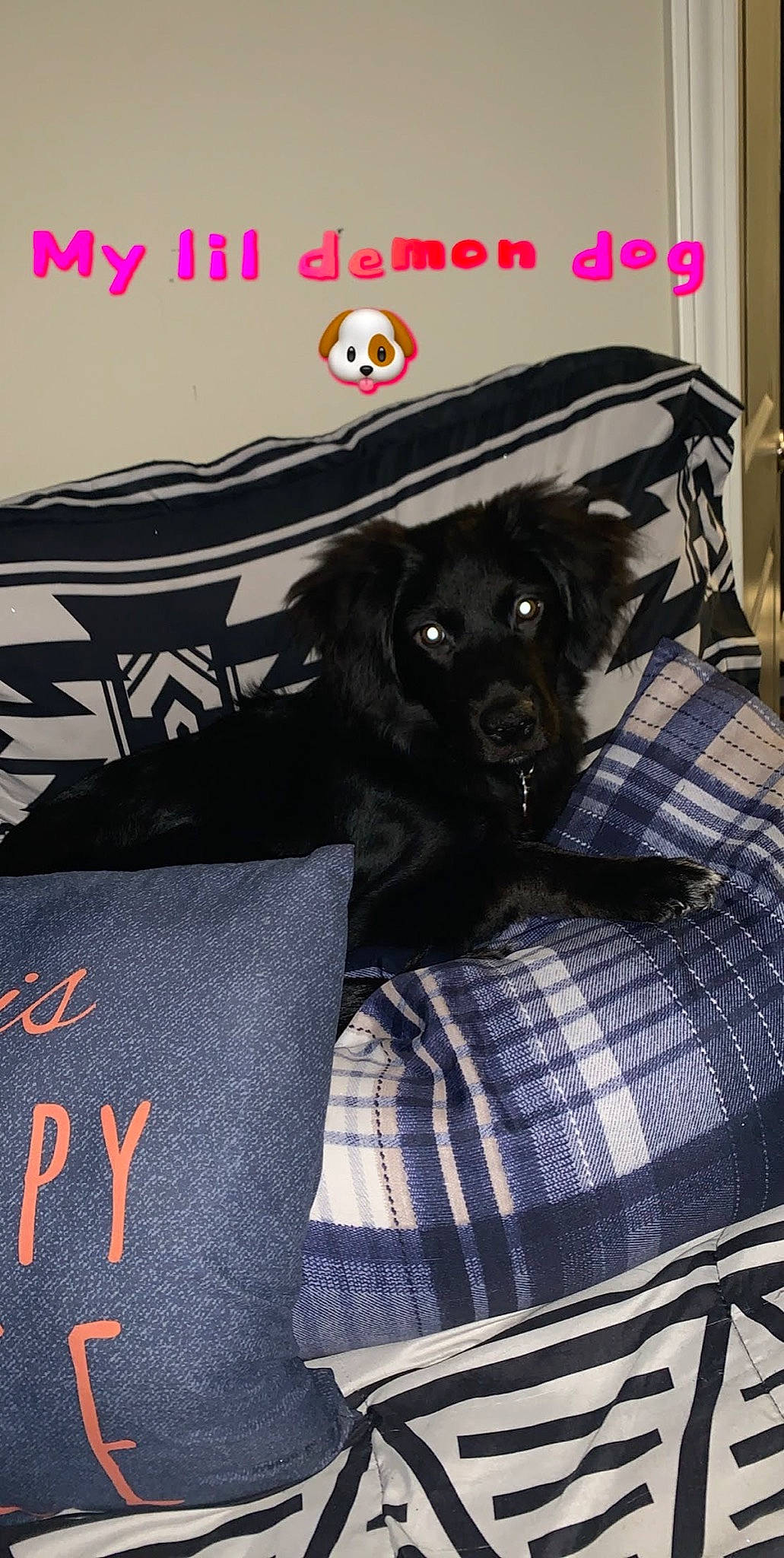 Sunshine On A Cloudy Day joined the competition — help win amazing prizes! canidae, carnivore, comfort, companion_dog, dog, dog_breed, dog_supply, font, fur, grey, linens, pattern, pet_supply, plaid, sleeve, snout, sporting_group, tartan, toy_dog, working_animal