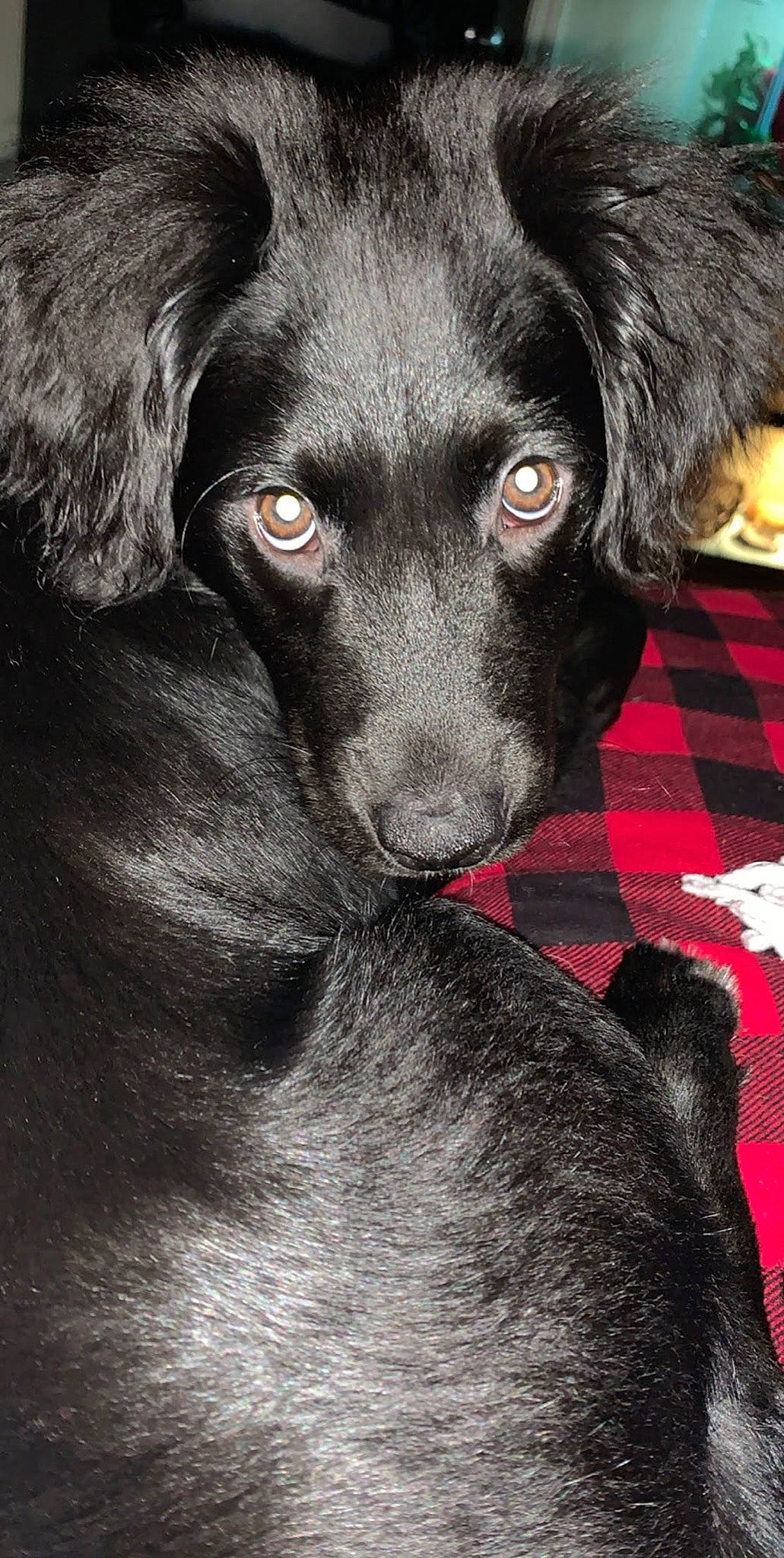 Sunshine On A Cloudy Day joined the competition — help win amazing prizes! borador, carnivore, companion_dog, dog, dog_breed, fur, liver, pet_supply, snout, sporting_group, whiskers, working_animal