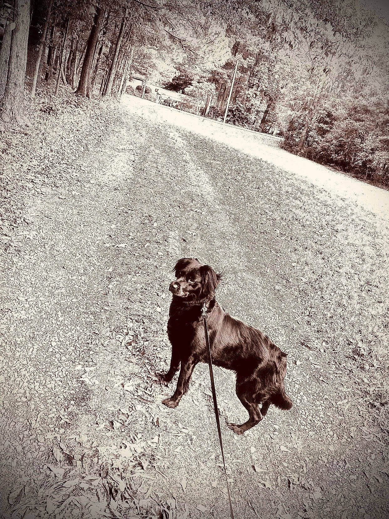 Sunshine On A Cloudy Day is registered to the contest to win money with this photo: asphalt, black_and_white, carnivore, dog, dog_breed, fawn, flash_photography, grass, landscape, leash, monochrome_photography, people_in_nature, plant, road_surface, style, sunlight, tail, tints_and_shades, tree, wood