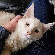 Butter Beans joined the competition — help win amazing prizes! cat, fluffy, cream_color, pet, lap, person_hand, indoor, couch, carpet, relaxation, comfort, fur, whiskers, feline, cozy, domestic, animal, close_up, resting, curious