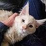 cat, fluffy, cream_color, pet, lap, person_hand, indoor, couch, carpet, relaxation, comfort, fur, whiskers, feline, cozy, domestic, animal, close_up, resting, curious