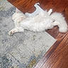 Butter Beans is registered to the contest to win money with this photo: cat, white_cat, fluffy, lying_down, relaxed, rug, wood_floor, plastic_hanger, footwear, sneaker, indoor, home, furniture, drawer, pet, animal, sleeping, resting, cozy, casual