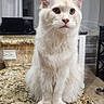Butter Beans joined the competition — help win amazing prizes! cat, fluffy_cat, white_cat, kitchen, countertop, granite, indoors, curtains, pet, feline, ears, whiskers, sitting, domestic_animal, home, floor, drawer, chair, window, lighting