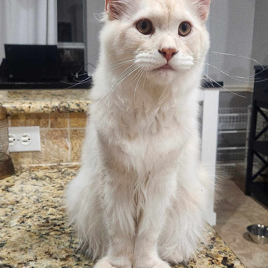 Butter Beans joined the competition — help win amazing prizes! cat, fluffy_cat, white_cat, kitchen, countertop, granite, indoors, curtains, pet, feline, ears, whiskers, sitting, domestic_animal, home, floor, drawer, chair, window, lighting