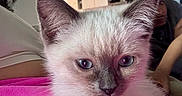 Chai joined the competition — help win amazing prizes! kitten, cat, blue_eyes, close_up, collar, bell, pink_blanket, indoor, furniture, person, blurred_background, fur, pet, cute, resting, young_animal, domestic_cat, soft_light, portrait, cozy