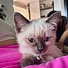kitten, cat, blue_eyes, close_up, collar, bell, pink_blanket, indoor, furniture, person, blurred_background, fur, pet, cute, resting, young_animal, domestic_cat, soft_light, portrait, cozy