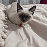 Chai is registered to the contest to win money with this photo: cat, kitten, siamese, pet, indoor, bed, blanket, collar, charm, pom_pom_trim, fur, blue_eyes, cute, resting, animal, feline, soft, cozy, domestic, whiskers