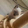 Chai is registered to the contest to win money with this photo: kitten, cat, pet, animal, wooden_scratching_post, floor, indoor, curious, playful, feline, ears, eyes, paw, toy, home, cute, small, fur, looking, closeup