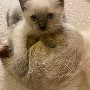 Chai joined the competition — help win amazing prizes! kitten, cat, fur, animal, pet, cute, closeup, whiskers, ears, eyes, clinging, soft, adorable, domestic_animal, mammal, feline, companionship, cuddle, texture, resting