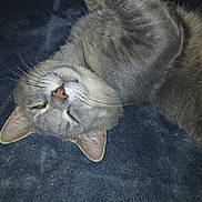 Roscoe Dash is registered to the contest to win money with this photo: animal, blanket, cat, closeup, comfort, cozy, cute, ears, feline, fur, gray_cat, indoor, mammal, nose, pet, relaxation, resting, sleepy, soft, whiskers