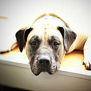 Lorka a rejoint le concours — aidez-le/la à gagner de superbes lots ! dog, canine, pet, animal, resting, lying_down, ears, paws, collar, face, close_up, indoor, window_light, expression, fur, portrait, relaxed, cute, domestic_animal, sleepy