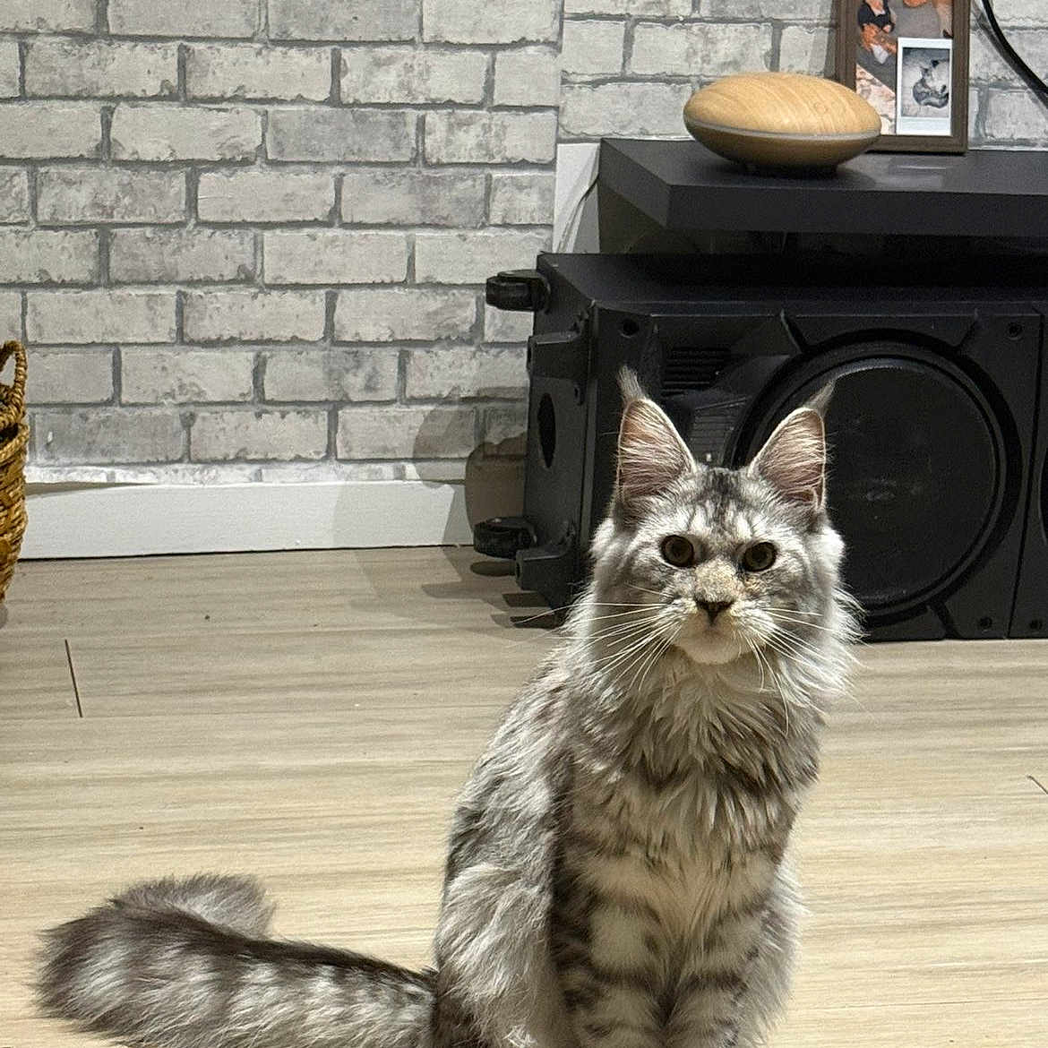 Athena a rejoint le concours — aidez-le/la à gagner de superbes lots ! animal, brick_wall, cat, cozy, curious, domestic, ears, feline, fluffy_tail, furniture, gray, indoor, pet, portrait, silver_tabby, sitting, speaker, striped, whiskers, wooden_floor