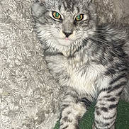 Athena a rejoint le concours — aidez-le/la à gagner de superbes lots ! animal, carpet, cat, close_up, cute, domestic_animal, feline, fur, gray_tabby, green_eyes, indoor, laying_down, mammal, paws, pet, portrait, relaxed, soft, texture, whiskers