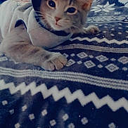 Scarlett is registered to the contest to win money with this photo: kitten, cat, hoodie, blanket, pattern, indoor, pet, cute, cozy, animal, fur, paw, resting, young_cat, domestic_cat, lying_down, soft, sleepy, curious, comfort