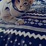kitten, cat, hoodie, blanket, pattern, indoor, pet, cute, cozy, animal, fur, paw, resting, young_cat, domestic_cat, lying_down, soft, sleepy, curious, comfort