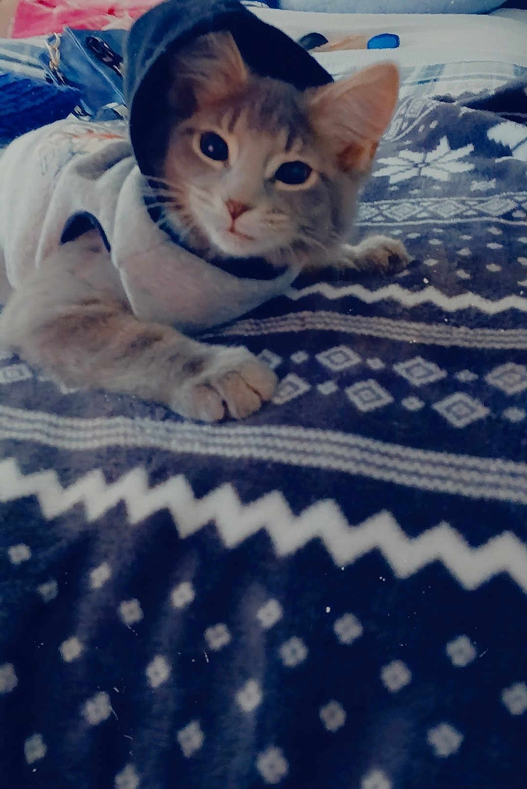 Scarlett is registered to the contest to win money with this photo: kitten, cat, hoodie, blanket, pattern, indoor, pet, cute, cozy, animal, fur, paw, resting, young_cat, domestic_cat, lying_down, soft, sleepy, curious, comfort