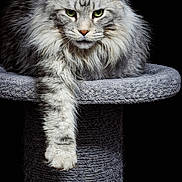 Horus participe au concours pour gagner de l'argent avec cette photo : cat, feline, maine_coon, long_hair, green_eyes, whiskers, paw, cat_tree, scratching_post, fur, portrait, studio_lighting, black_background, close_up, pet, mammal, looking_at_camera, relaxed, indoor, plush