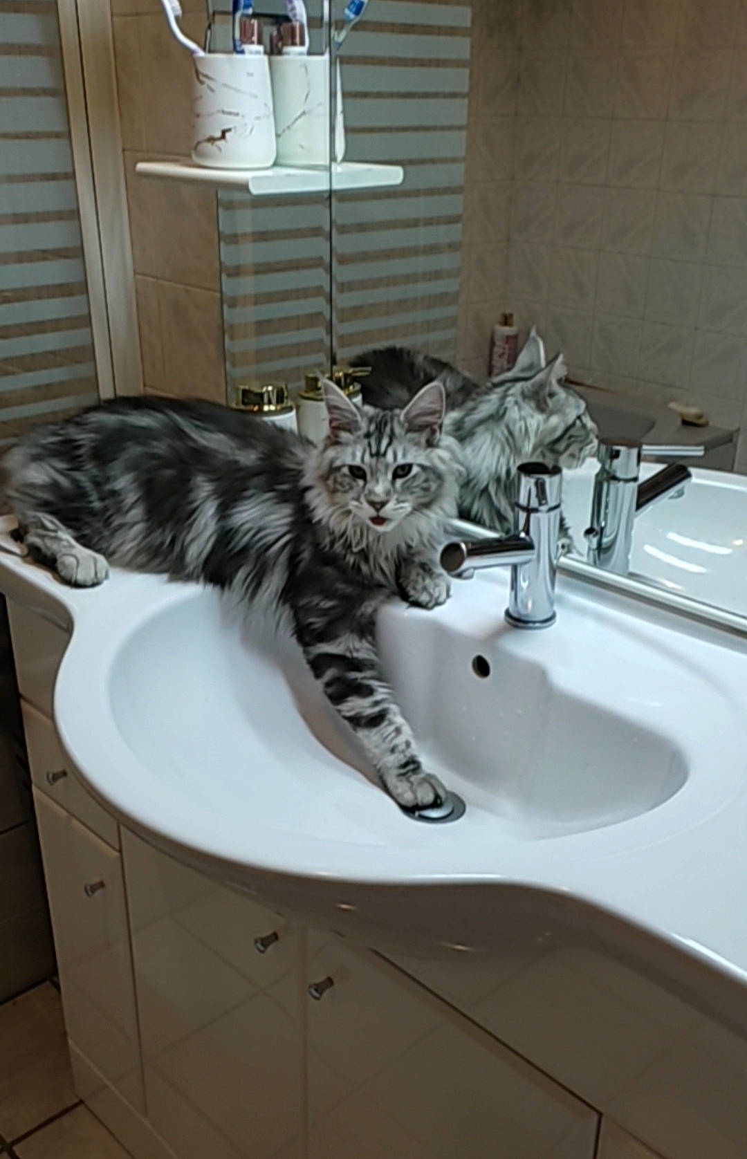 Horus a rejoint le concours — aidez-le/la à gagner de superbes lots ! bathroom, bathroom_sink, carnivore, cat, ceramic, composite_material, domestic_short_haired_cat, felidae, fur, hardwood, plant, plumbing, plumbing_fitting, plumbing_fixture, room, sink, small_to_medium_sized_cats, tail, tap, whiskers