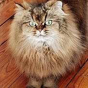 Praline a rejoint le concours — aidez-le/la à gagner de superbes lots ! cat, pet, fluffy, longhair, green_eyes, wooden_floor, indoor, portrait, whiskers, paws, fur, looking_at_camera, close_up, tabby, front_view, cute, domestic_cat, floorboards, mammal, feline