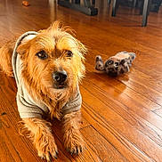 Rosco joined the competition — help win amazing prizes! dog, pet, hoodie, wooden_floor, indoor, toy, stuffed_animal, brown_fur, scruffy, animal, cute, laying_down, flooring, cozy, close_up, domestic, companion, relaxed, home, playful