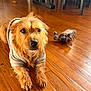 dog, pet, hoodie, wooden_floor, indoor, toy, stuffed_animal, brown_fur, scruffy, animal, cute, laying_down, flooring, cozy, close_up, domestic, companion, relaxed, home, playful