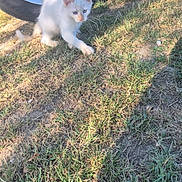 Pompom a rejoint le concours — aidez-le/la à gagner de superbes lots ! animal, bmw, car_tire, cat, curious, ears, grass, kitten, nature, outdoor, paw, pet, playful, shadow, small, sunlight, vehicle, whiskers, white_cat, young