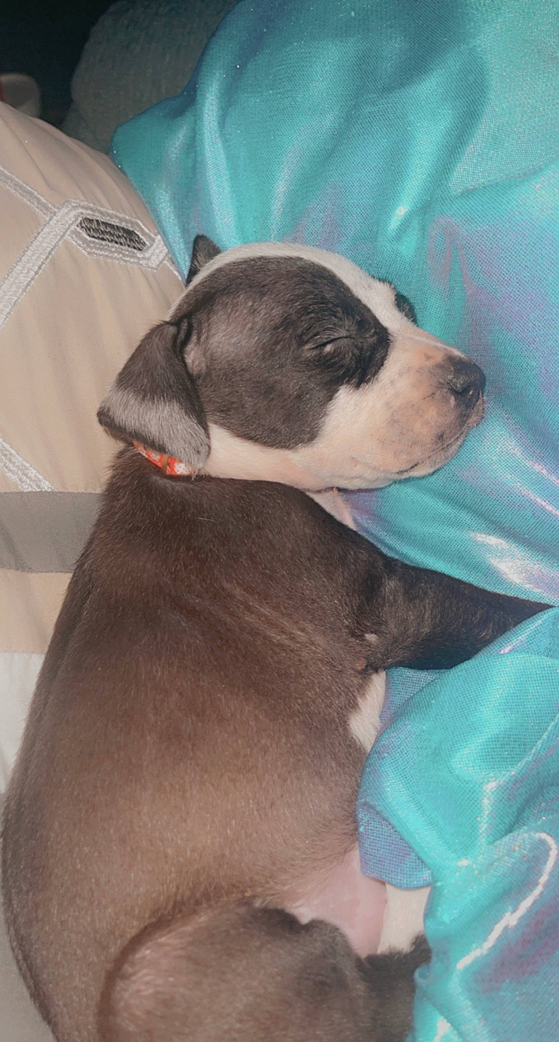 Zero joined the competition — help win amazing prizes! canidae, carnivore, collar, comfort, companion_dog, dog, dog_breed, fawn, fur, liver, nap, non_sporting_group, puppy, sleep, snout, sporting_group, whiskers, working_animal