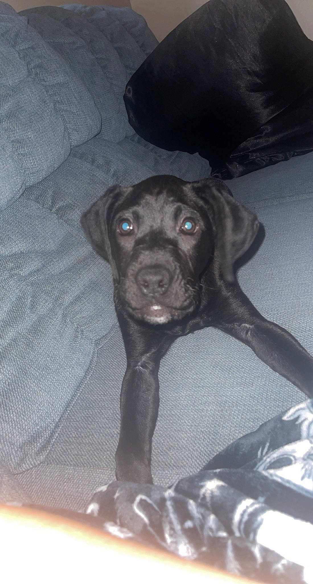 Raven is registered to the contest to win money with this photo: borador, canidae, carnivore, comfort, companion_dog, dog, dog_breed, fawn, fur, grey, guard_dog, liver, non_sporting_group, pug, sporting_group, toy_dog, whiskers, working_animal