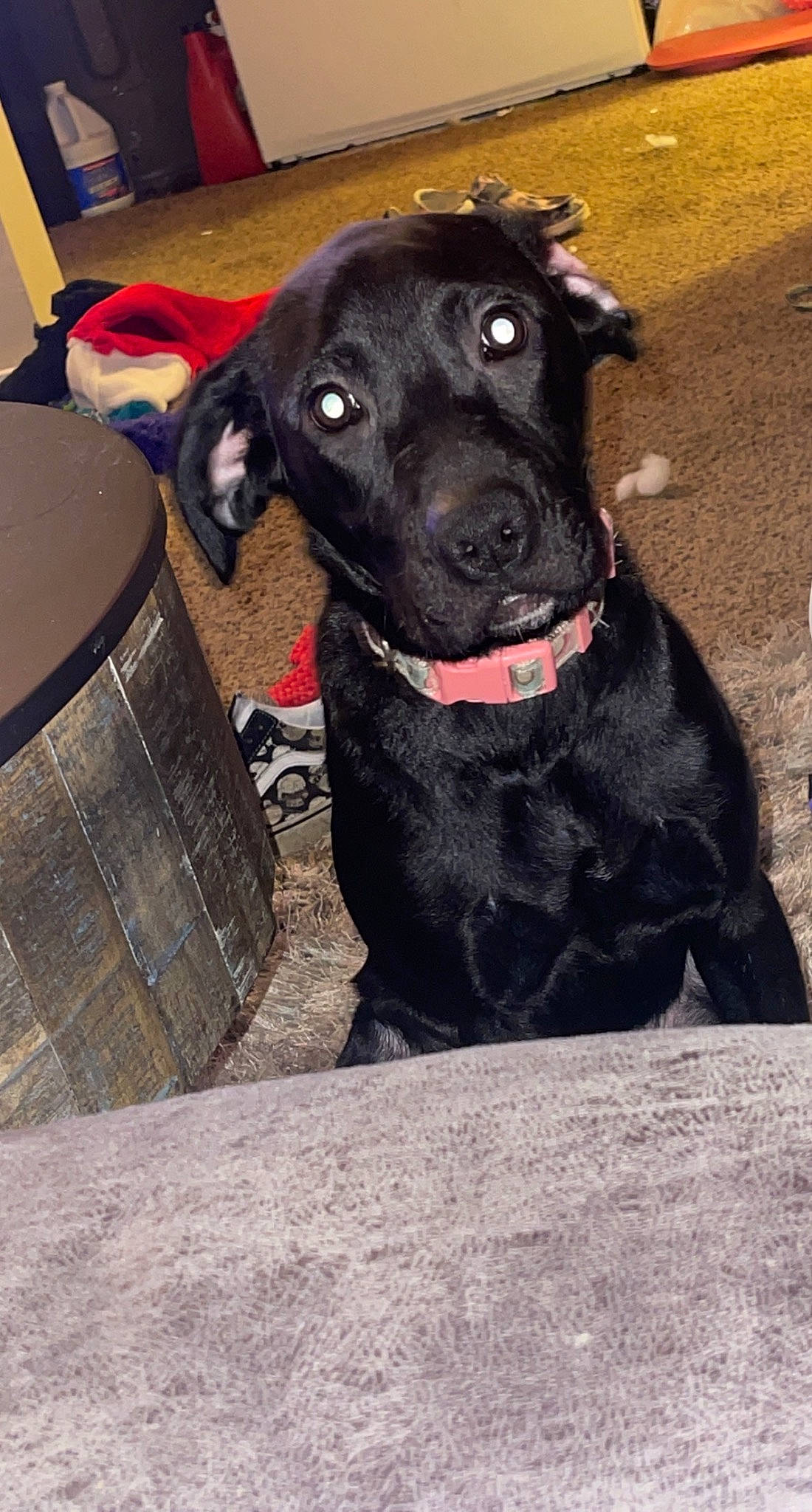 Raven joined the competition — help win amazing prizes! borador, box, canidae, carnivore, collar, companion_dog, dog, dog_breed, dog_collar, dog_supply, fur, gun_dog, non_sporting_group, pet_supply, snout, sporting_group, terrestrial_animal, working_animal