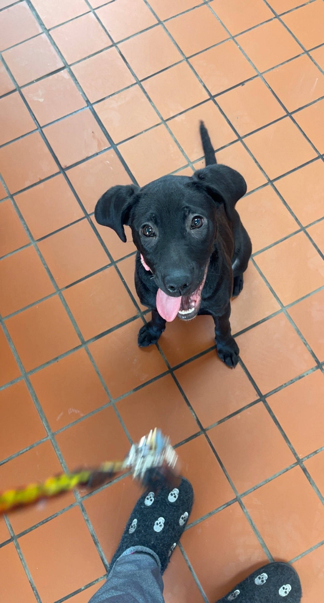 Raven joined the competition — help win amazing prizes! borador, canidae, carnivore, collar, companion_dog, dog, dog_breed, dog_supply, fawn, fence, floor, flooring, fur, mesh, pet_supply, snout, sporting_group, terrestrial_animal, wire_fencing, working_animal