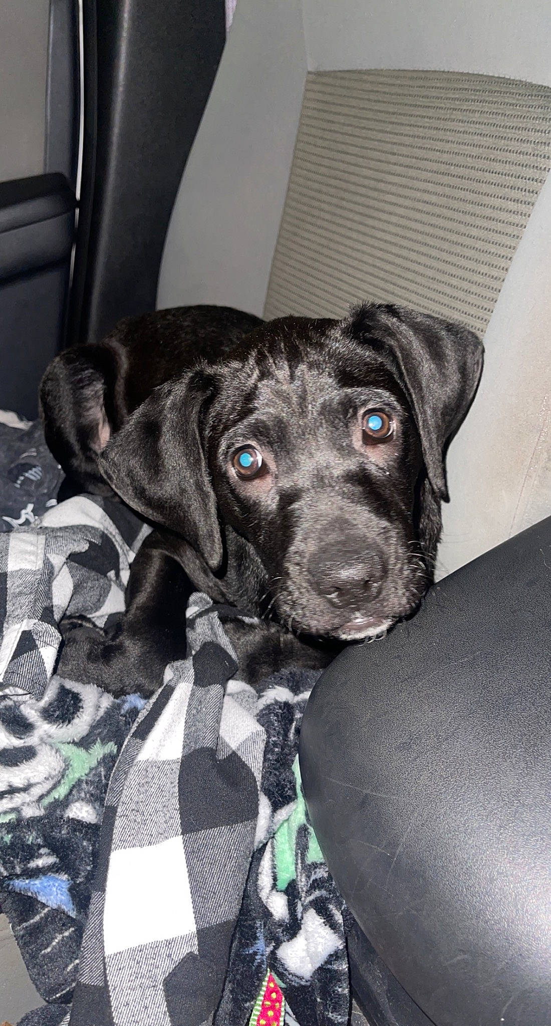 Raven joined the competition — help win amazing prizes! borador, canidae, carnivore, collar, comfort, companion_dog, dog, dog_breed, dog_collar, fur, guard_dog, gun_dog, non_sporting_group, pattern, sporting_group, whiskers, working_animal