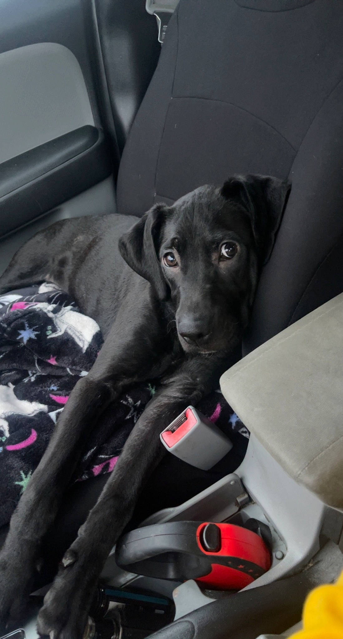 Raven joined the competition — help win amazing prizes! auto_part, automotive_design, automotive_exterior, canidae, car_seat, carnivore, comfort, companion_dog, dog, dog_breed, family_car, grey, metal, snout, sporting_group, steering_wheel, toy_dog, vehicle, vehicle_door, working_animal