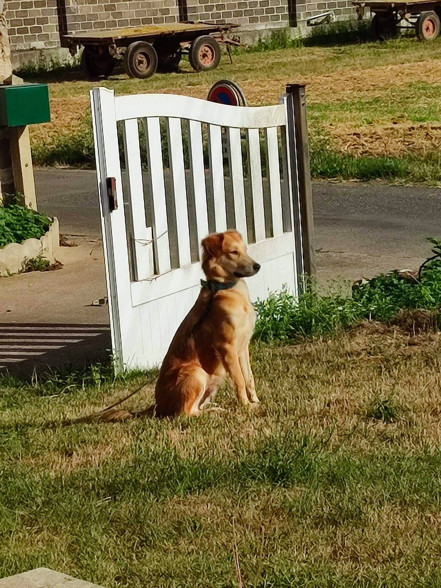 Jasper participe au concours pour gagner de l'argent avec cette photo : carnivore, chair, companion_dog, dog, dog_breed, fawn, fence, garden, grass, gun_dog, hardwood, home_fencing, lawn, outdoor_furniture, picket_fence, plant, sporting_group, tail, wood, wood_stain