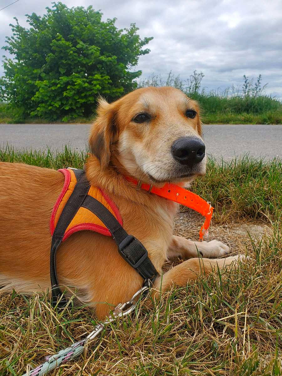 Jasper participe au concours pour gagner de l'argent avec cette photo : carnivore, cloud, collar, companion_dog, dog, dog_breed, dog_collar, dog_supply, fawn, grass, leash, pet_supply, plant, recreation, retriever, sky, sporting_group, tree, water, working_animal