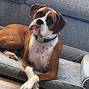 Rosco joined the competition — help win amazing prizes! dog, boxer, pet_bed, living_room, couch, floor, brown, white, collar, paws, crossed_paws, curious, indoor, furniture, relaxed, canine, animal, companion, portrait, resting