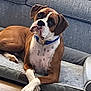 dog, boxer, pet_bed, living_room, couch, floor, brown, white, collar, paws, crossed_paws, curious, indoor, furniture, relaxed, canine, animal, companion, portrait, resting