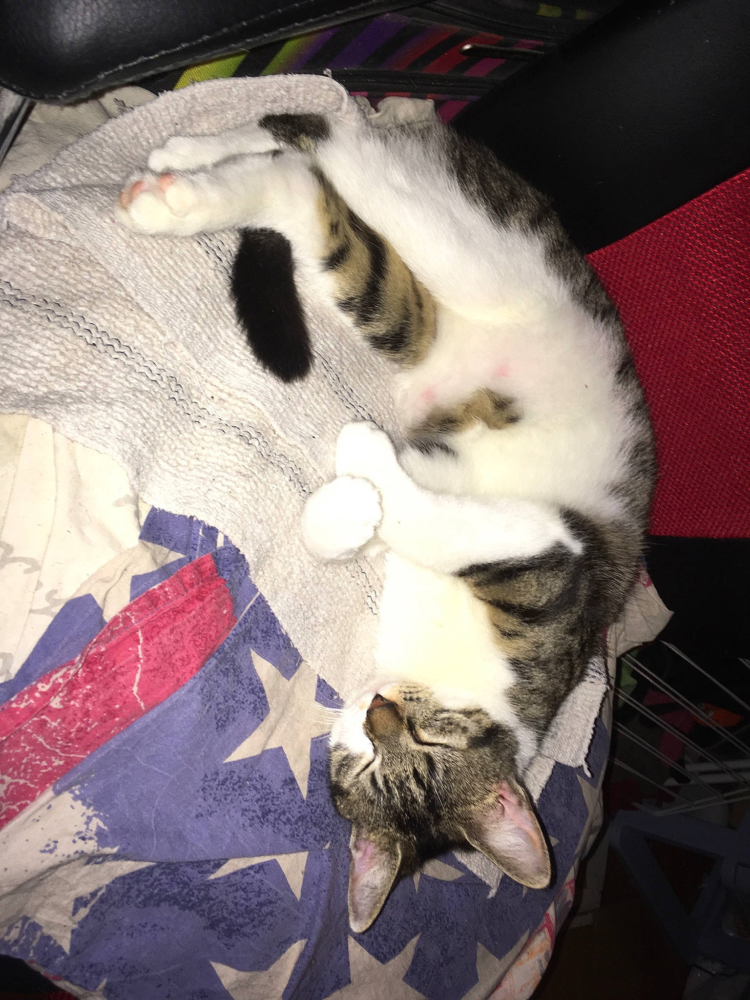 Chausette participe au concours pour gagner de l'argent avec cette photo : american_shorthair, asian, carnivore, cat, claw, domestic_short_haired_cat, european_shorthair, felidae, fur, kitten, norwegian_forest_cat, polydactyl_cat, small_to_medium_sized_cats, tail, whiskers