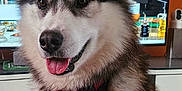 Ivar participe au concours pour gagner de l'argent avec cette photo : alaskan_malamute, animal, background, bandana, blurred, close_up, collar, couple, dog, face, fur, happy, indoor, kissing, kitchen, light, pet, smile, tongue_out, warm