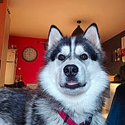 Ivar a rejoint le concours — aidez-le/la à gagner de superbes lots ! animal, canine, clock, collar, companion, cute, dog, domestic, ears, face, fur, furniture, house, husky, indoor, living_room, pet, portrait, red_collar, tongue