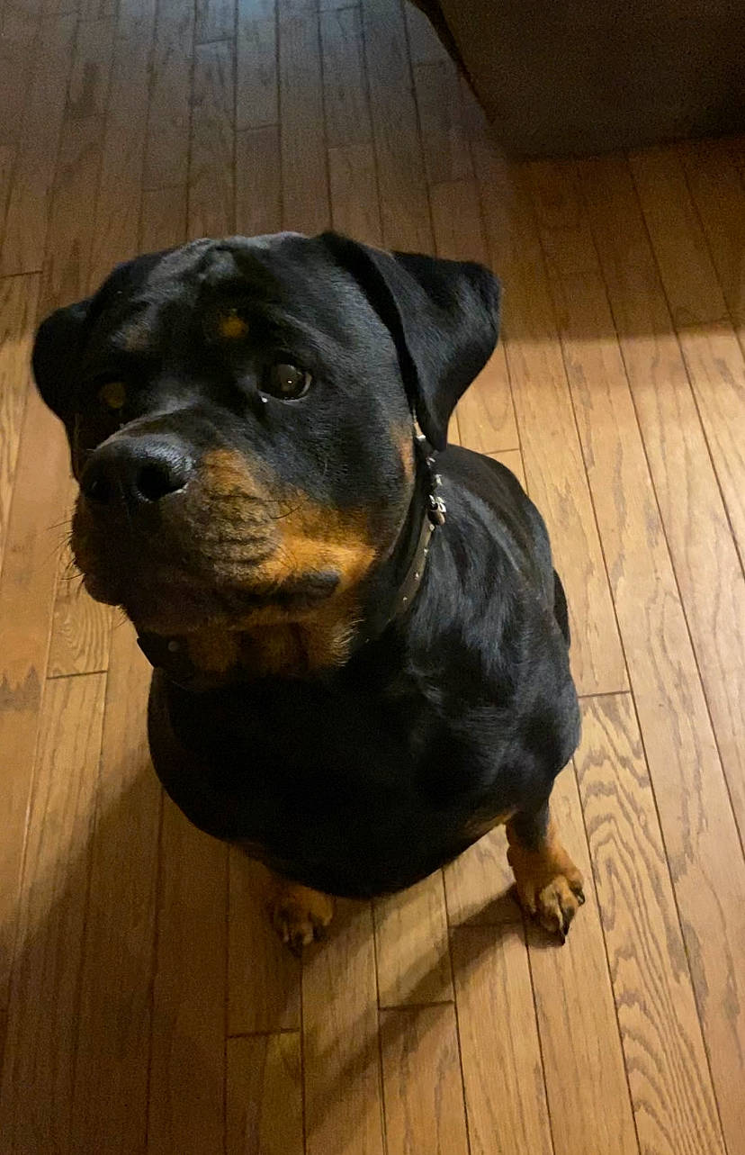 Ruger joined the competition — help win amazing prizes! canidae, carnivore, companion_dog, dog, dog_breed, fawn, flooring, fur, hardwood, liver, pet_supply, plank, rottweiler, snout, sporting_group, terrestrial_animal, varnish, wood, wood_flooring, working_animal