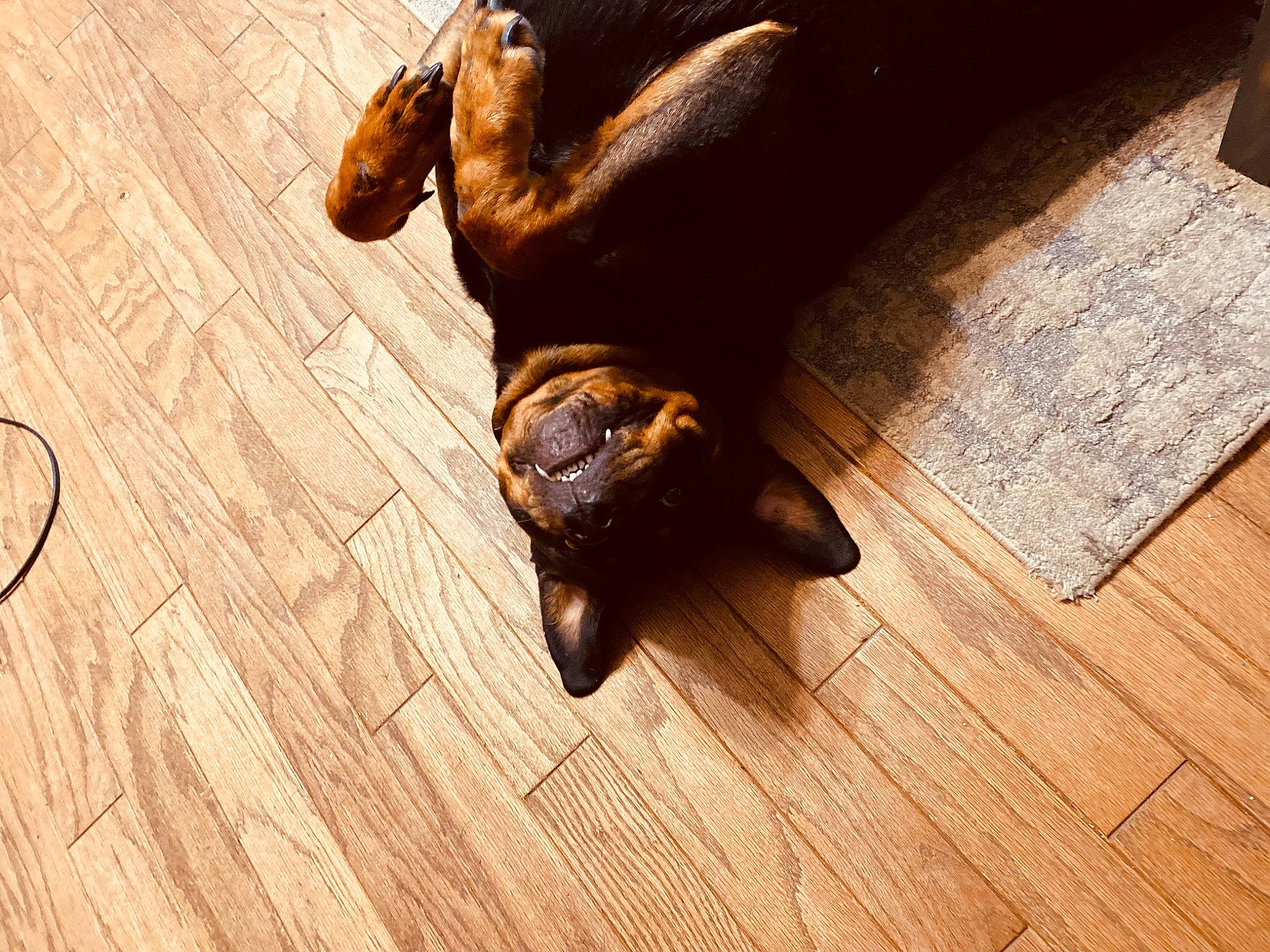 Ruger joined the competition — help win amazing prizes! bat, carnivore, claw, dog_breed, fawn, felidae, floor, flooring, gesture, hardwood, laminate_flooring, plank, plant, small_to_medium_sized_cats, snout, sporting_group, varnish, wood, wood_flooring, wood_stain