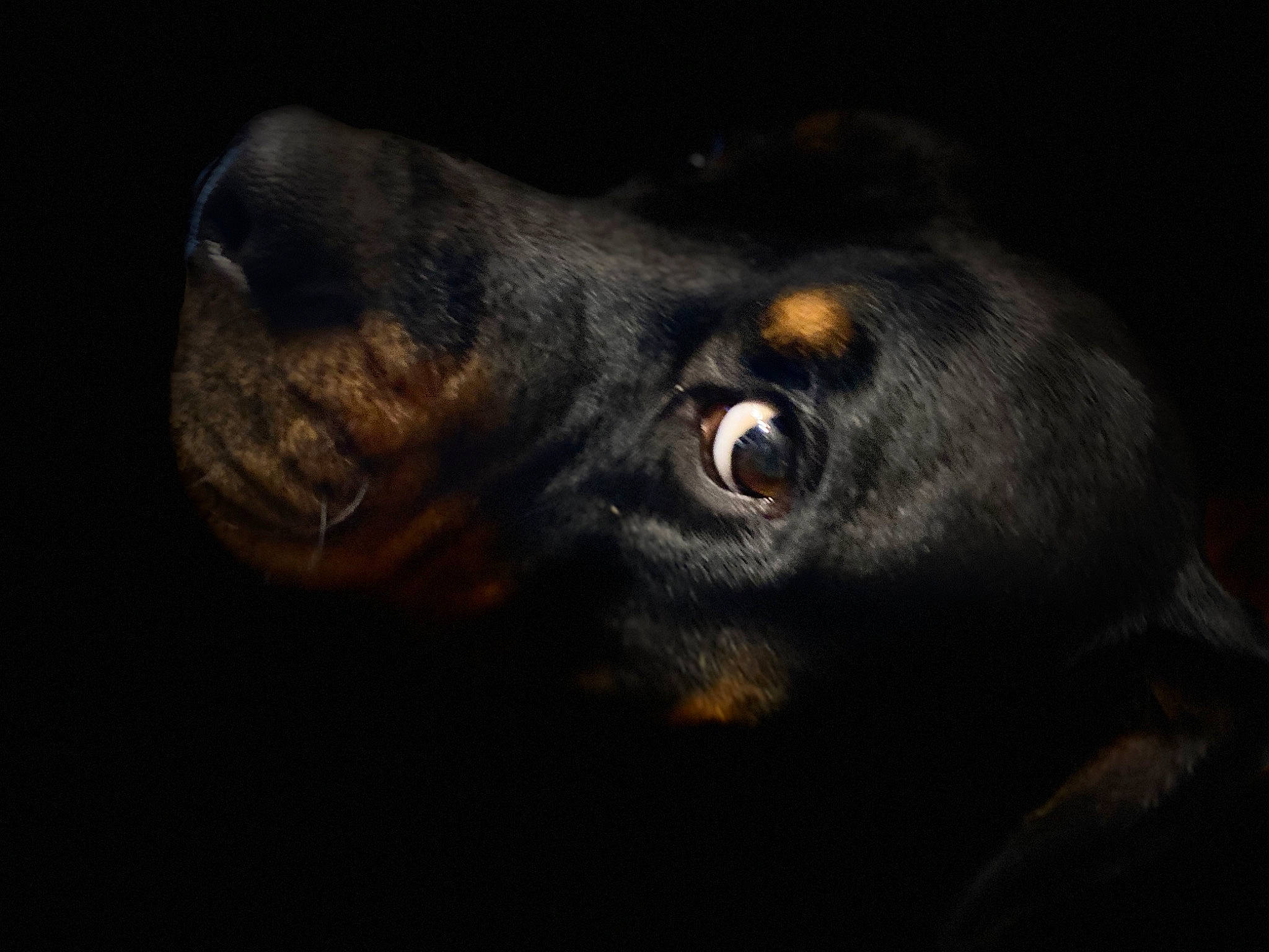 Ruger joined the competition — help win amazing prizes! canidae, carnivore, companion_dog, darkness, dog, dog_breed, ear, fur, guard_dog, hunting_dog, liver, sporting_group, terrestrial_animal, whiskers, working_animal, working_dog